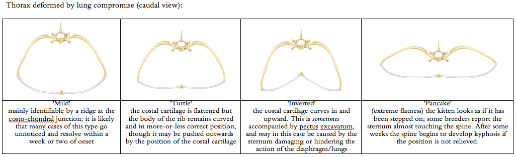 Diagram of thoracic deformities of flat chested kitten