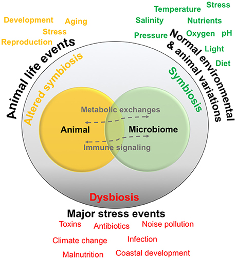 Relationships are generally thought to exist in a symbiotic state, and are normally exposed to environmental and animal-specific factors that may cause natural variations. Some events may change the relationship into a functioning but altered symbiotic state, whereas extreme stress events may cause dysbiosis or a breakdown of the relationship and interactions.[89]