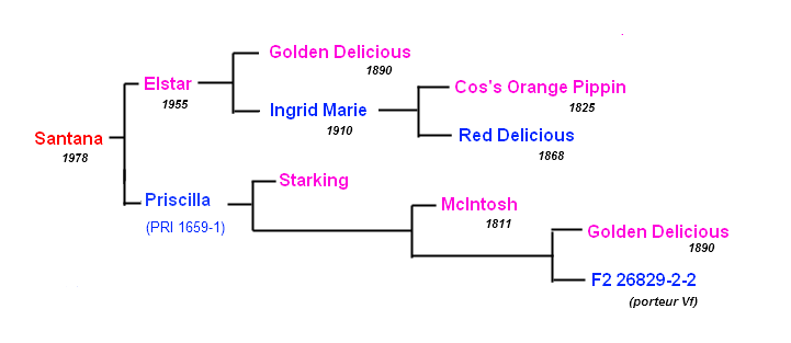 Arbre généalogique du cultivar Santana