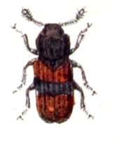 Bitoma crenata