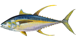 The yellowfin tuna also has two dorsal fins