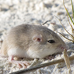 Flachland-Taschenmaus (Perognathus flavescens Apachii)