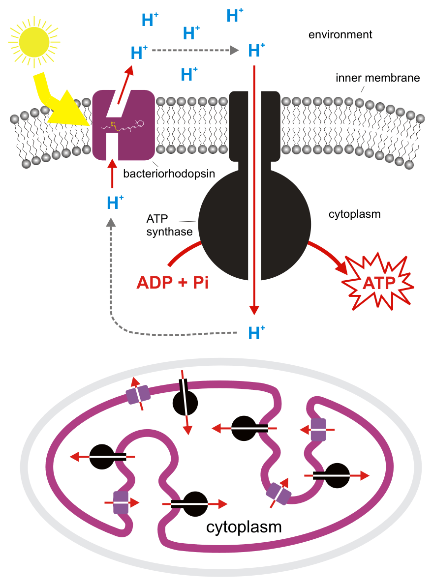 Bacteriorhodopsin chemiosmosis