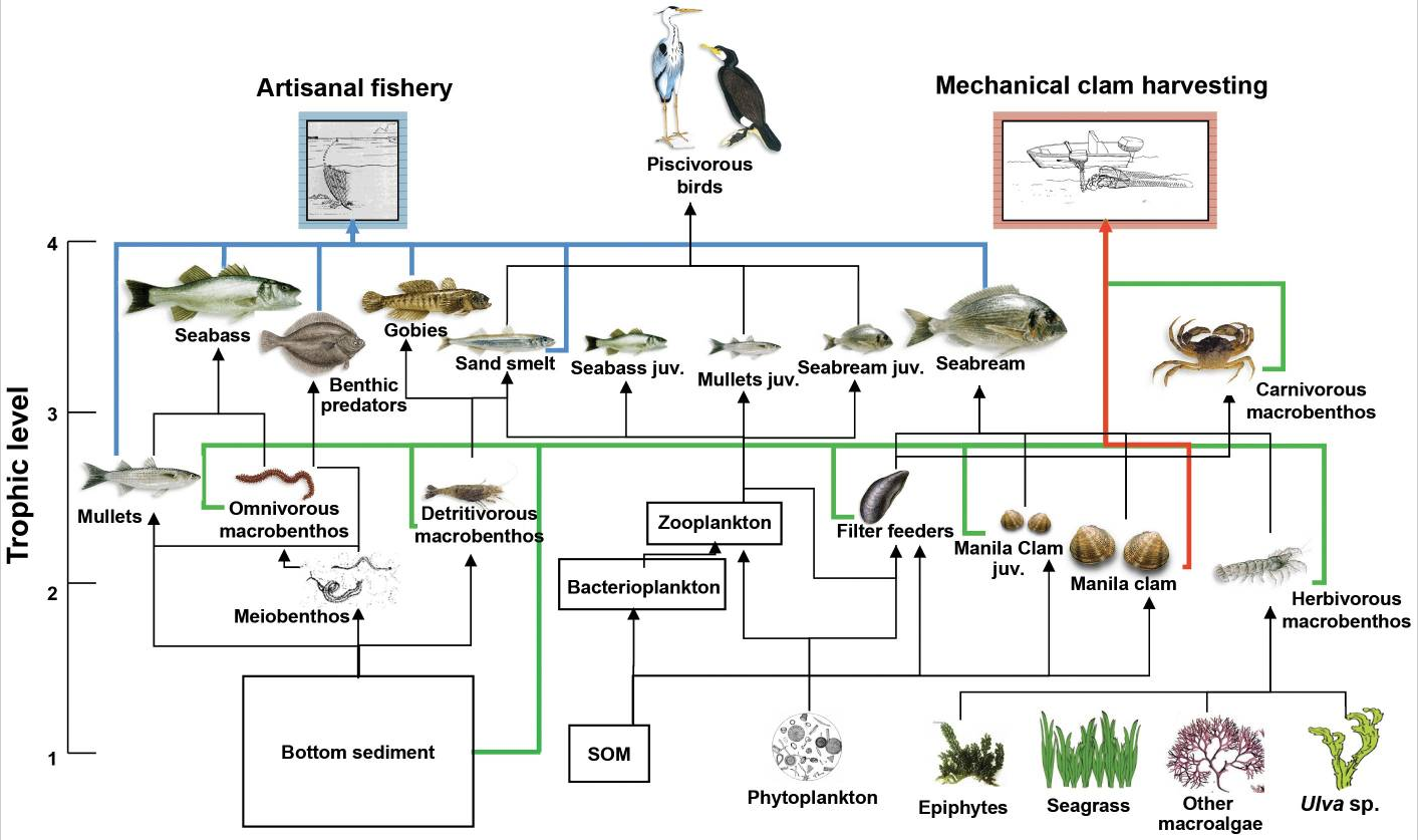 Food web diagram of the Venice lagoon with 27 nodes or functional groups