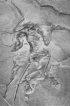 Archaeopteryx