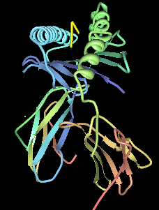 Computer illustration of HLA-B*0801 with EBV peptide in the binding pocket.