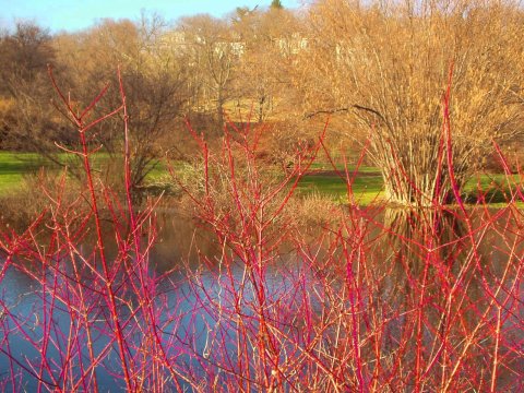 small pond in Arnold Arboretum, Jamaica Plain, Massachusetts