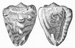 Ilustração da vista superior (esquerda) e inferior (direita) da concha de Cassis tuberosa; retirada de Georges Cuvier; The Animal Kingdom, Arranged After its Organization, Forming a Natural History of Animals, and an Introduction to Comparative Anatomy (1854).