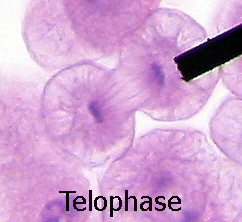 Telofase dunha célula animal, onde se pode ver o fuso acromático