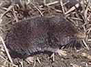 Gray shrew