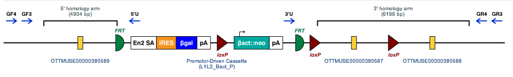 Molecular structure of Art4 region with inserted mutation sequence