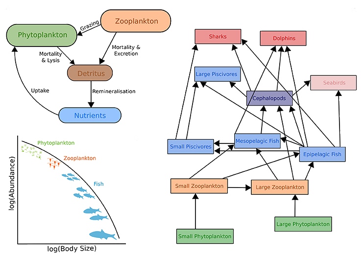 Upper left: Biogeochemical models                        Right: Ecosystem models      Lower left: Size-spectra modelsThese models also have temporal and spatial components.