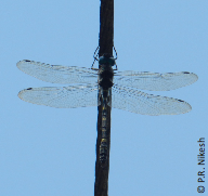 male