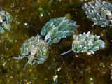 Costasiella formicaria