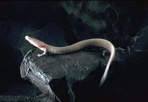 The Olm