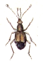 Pselaphus