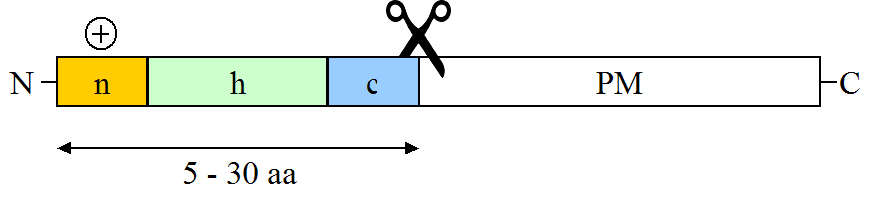 Representación esquemática de un péptido señal.