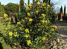 Berberis aquifolium