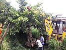 Transplanting / Tree transplantation in Kerala