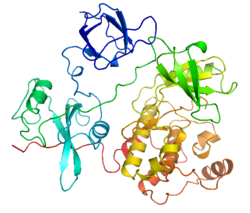 Tyrosinkinase Src