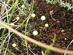 Cápsulas de Ambuchanania leucobryoides.