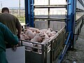 Image 7Pigs being loaded into their transport (from Livestock)