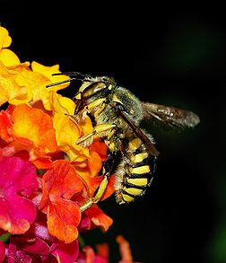 Anthidium florentinum, ou abeille solitaire. (définition réelle 1 528 × 1 774)