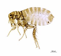 Самка Archaeopsylla erinacei