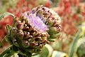 Artichoke plants