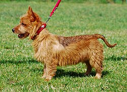 Terrier australien