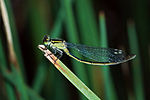 Austroagrion watsoni