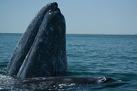 Critère X : Sanctuaire des baleines de El Vizcaino, Mexique