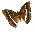 Illustration of Bassarona teuta form gupta