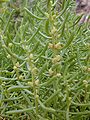 Yerba de sal (Batis maritima)