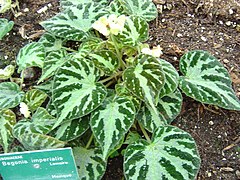 Description de l'image Begonia imperialis.JPG.