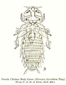 Menopon biseriatum fêmea