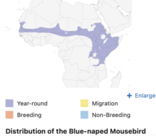 de Juana, E. and G. M. Kirwan (2020). Blue-naped Mousebird (Urocolius macrourus), version 1.0. In Birds of the World (J. del Hoyo, A. Elliott, J. Sargatal, D. A. Christie, and E. de Juana, Editors). Cornell Lab of Ornithology, Ithaca, NY, USA. https://doi.org/10.2173/bow.blnmou1.01