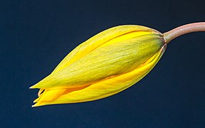 Fleur de Tulipa sylvestris au De Famberhorst (nl). Avril 2022.