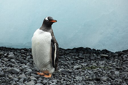 Gentoo penguin, by Godot13