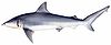 Finetooth shark (Carcharhinus isodon)