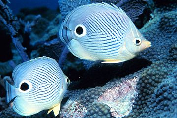 The foureye butterflyfish has false eyes on its back end, confusing predators about which is the front end of the fish.