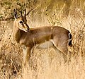 A chinkara.