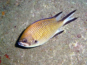 Chromis limbata.