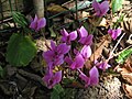 Cyclamen hederifolium 'Amaze Me'