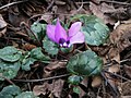 Cyclamen pseudibericum close-up flower