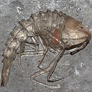 Cystisoma (Cystisomatidae)