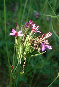 Stort blomknippe