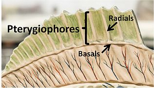 Dorsal fin of a perch showing the basals and radials of the pterygiophore that support the dorsal fin.