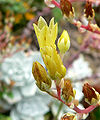 Dudleya farinosa