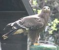 Aquila nipalensis